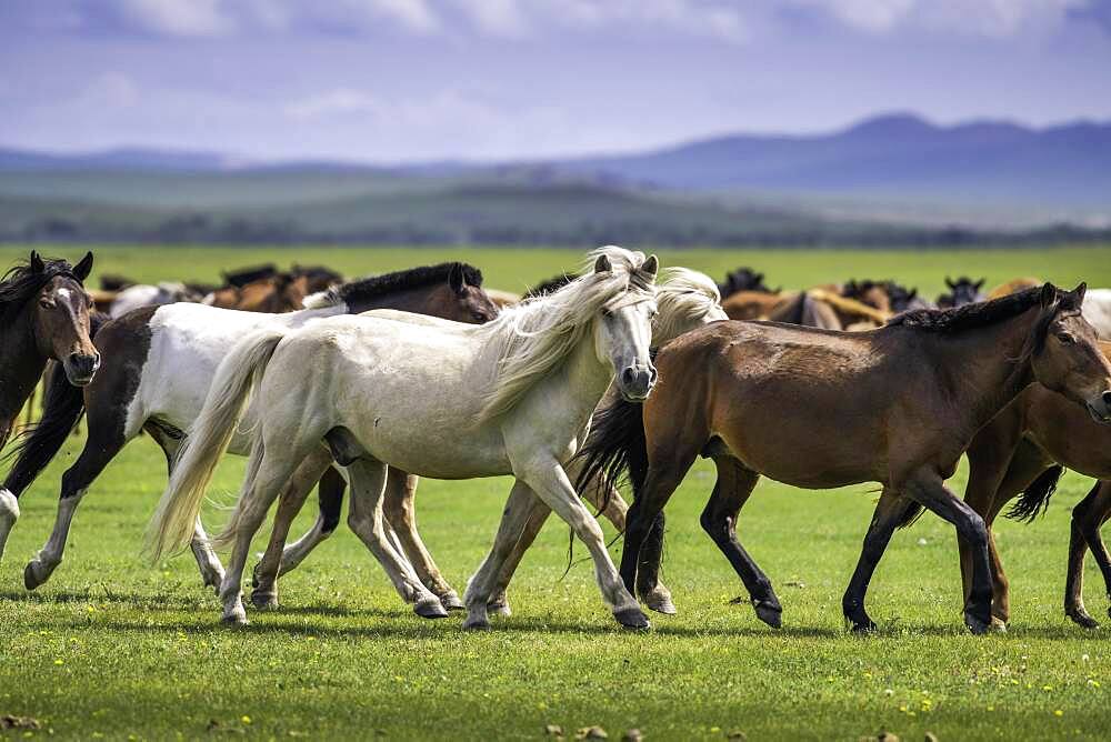 Domestic Horses (Equus ferus caballus) in summer, Arkhangai Province, Mongolia, Asia