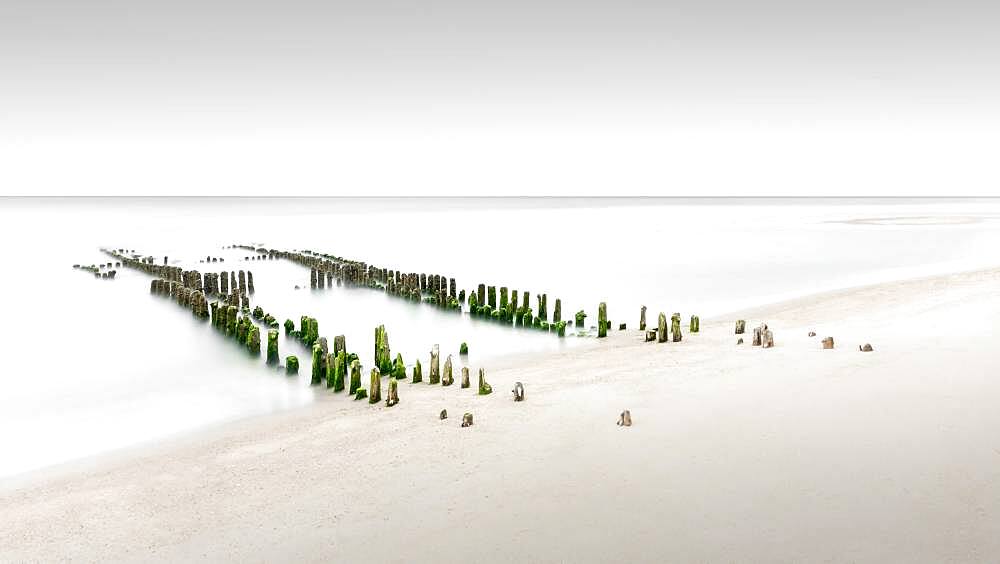 Old groynes overgrown with algae, Rantum, Sylt