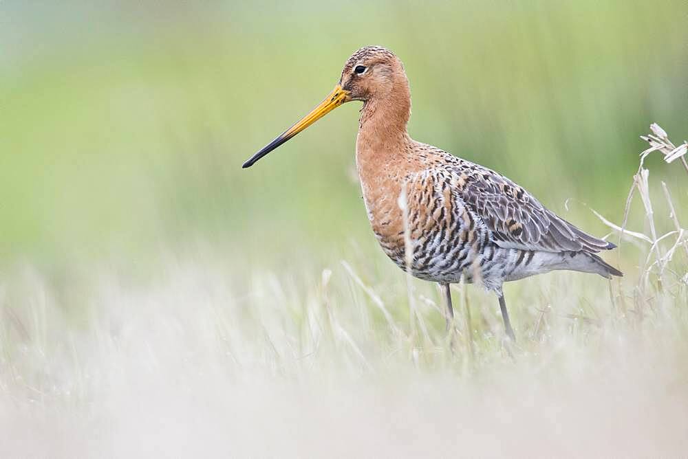 Black-tailed godwit (Limosa limosa), standing on a wet meadow, Lower Saxony, Germany, Europe