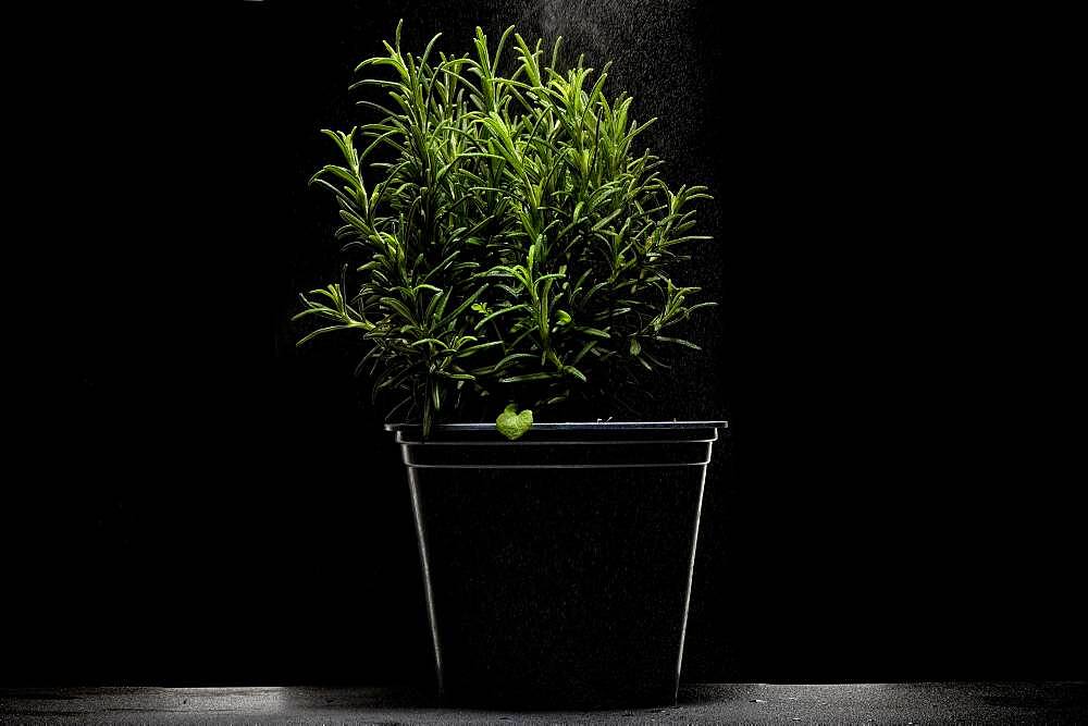 Rosemary (Rosmarinus officinalis) in pot , dark background