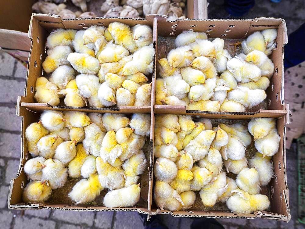 Chicken chicks, tightly packed in boxes at the market, Morocco, Africa