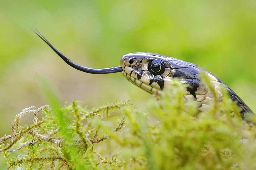 Bridled grass snake (Natrix natrix), portrait, Oldenburger Muensterland, Visbek, Lower Saxony, Germany, Europe