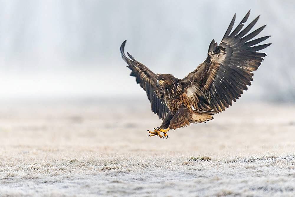 Flying white-tailed eagle (Haliaeetus albicilla) in winter, Kutno, Poland, Europe