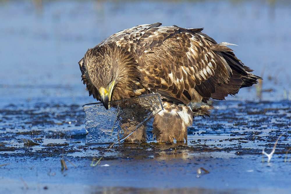 Young white-tailed eagle (Haliaeetus albicilla) playing with an ice floe, Kutno, Poland, Europe