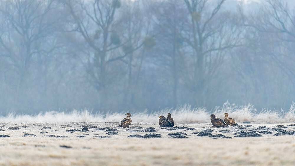 Young white-tailed eagles (Haliaeetus albicilla) sitting in a meadow in winter landscape, Kutno, Poland, Europe