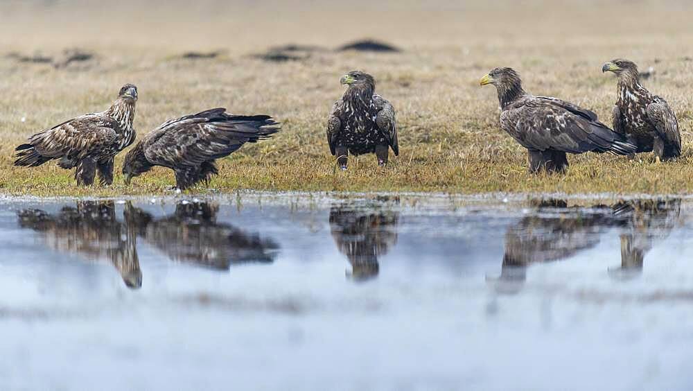 Young white-tailed eagles (Haliaeetus albicilla) standing at the edge of a water body in winter, Kutno, Poland, Europe