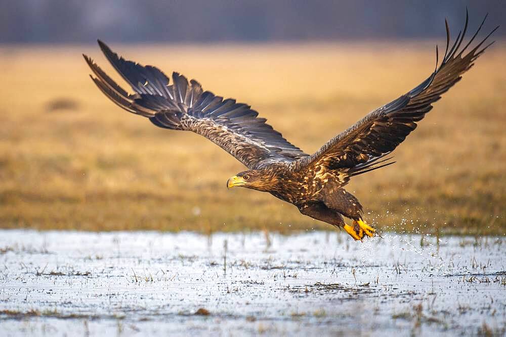 Young white-tailed eagle (Haliaeetus albicilla) in winter, in flight, Kutno, Poland, Europe