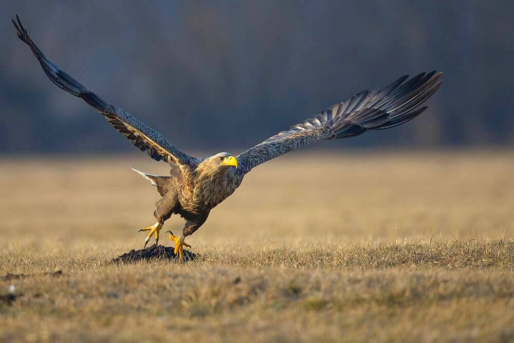 Soaring adult white-tailed eagle (Haliaeetus albicilla) in winter, Kutno, Poland, Europe