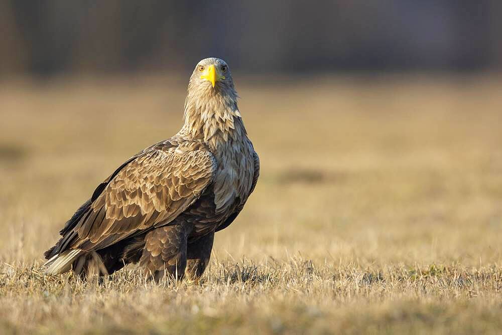 Old white-tailed eagle (Haliaeetus albicilla) secured, Kutno, Poland, Europe