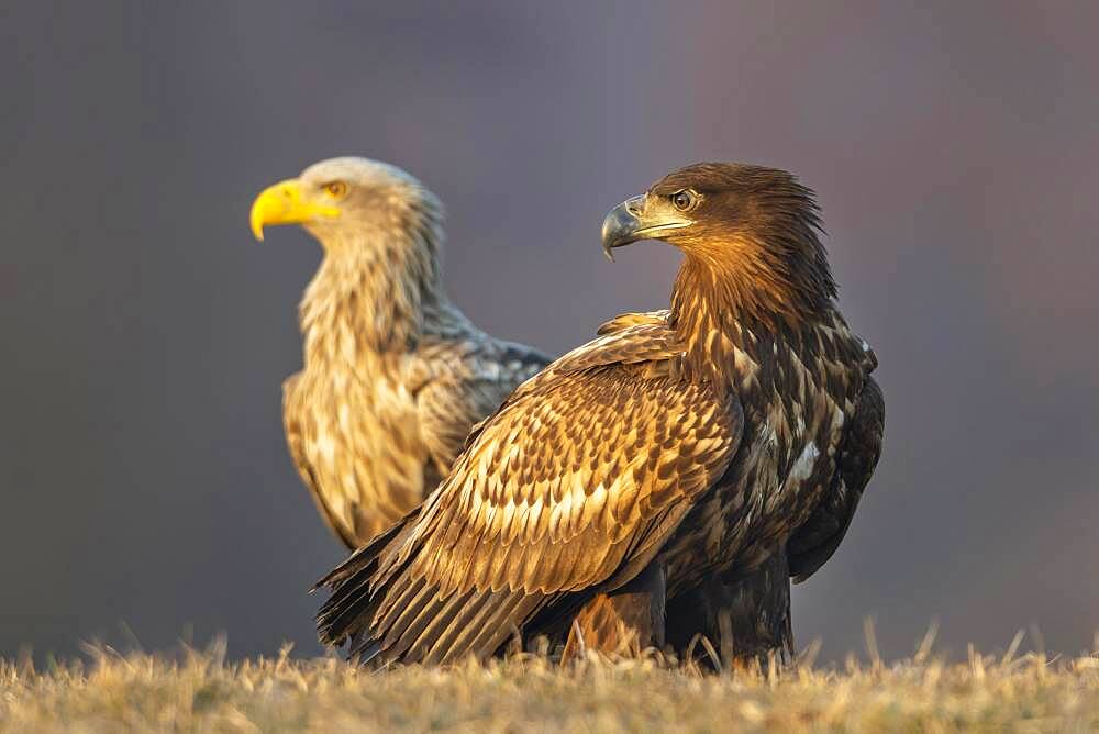 Young white-tailed eagle (Haliaeetus albicilla) in foreground with old eagle in background, Kutno, Poland, Europe