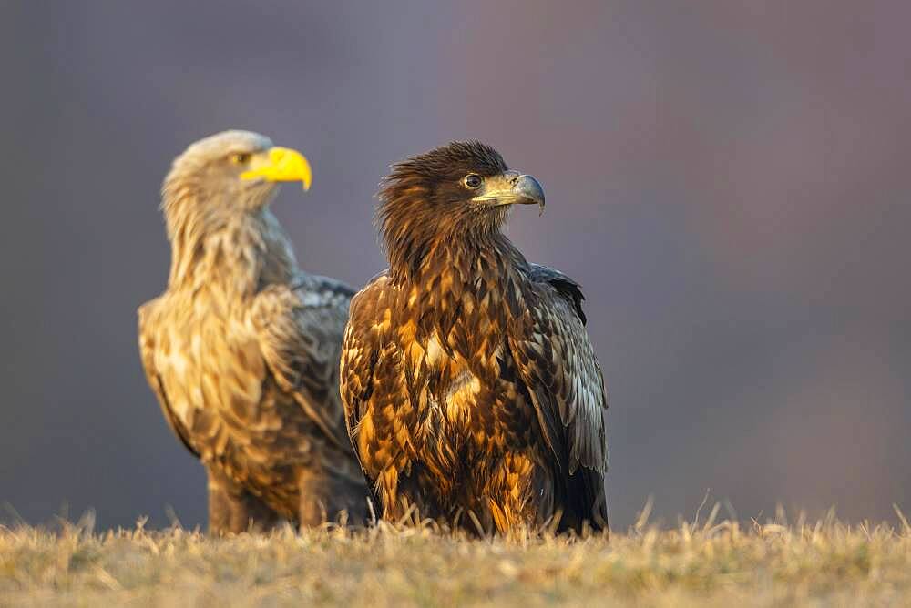 Old and young bird of a white-tailed eagle (Haliaeetus albicilla), Kutno, Poland, Europe