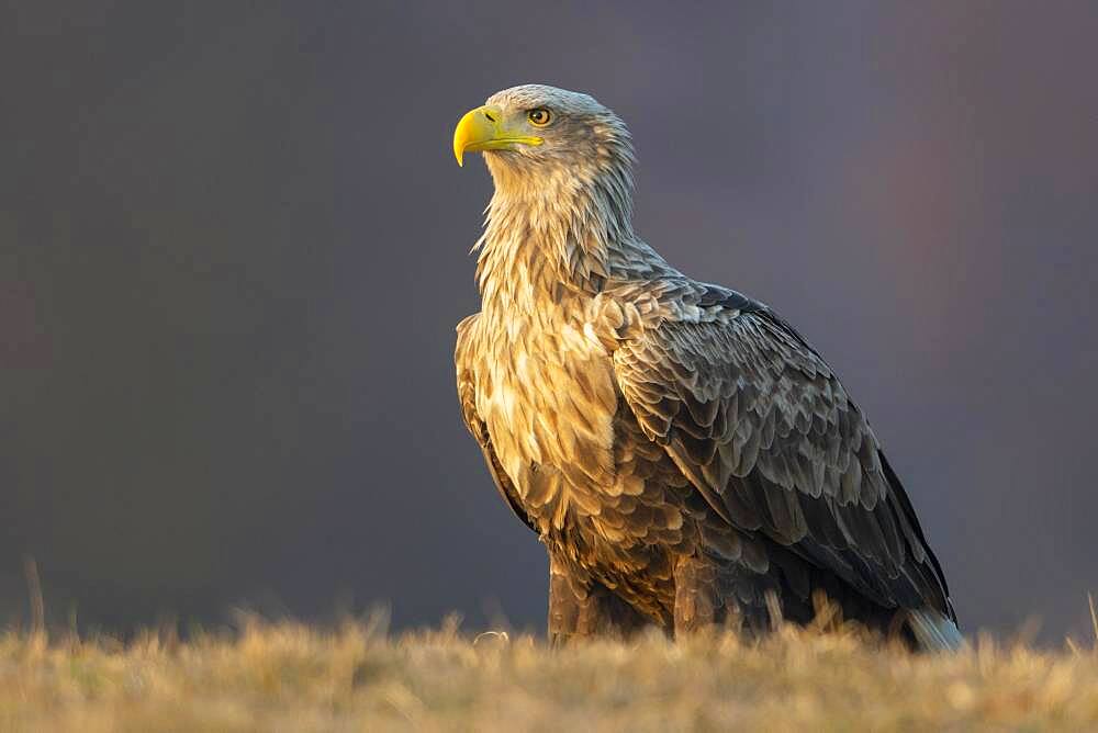 Old white-tailed eagle (Haliaeetus albicilla) secured, Kutno, Poland, Europe