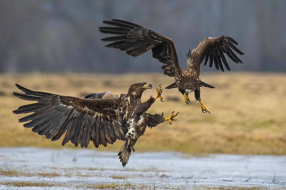 Two young white-tailed eagles (Haliaeetus albicilla) quarreling in flight, Kutno, Poland, Europe