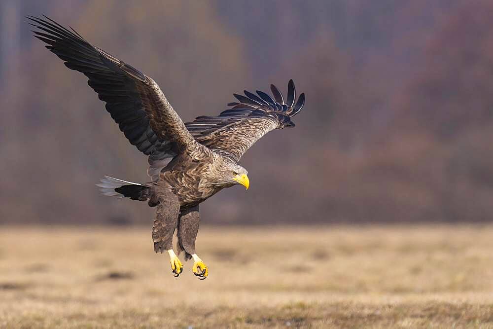 Old white-tailed eagle (Haliaeetus albicilla) in flight, Kutno, Poland, Europe