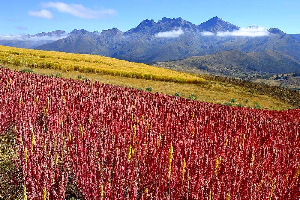 Field with ripe quinoa (Chenopodium quinoa), Andahuaylas Province, Peru, South America