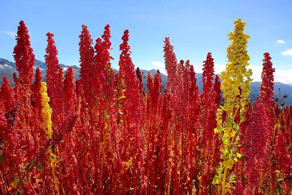 Panicles of ripe quinoa (Chenopodium quinoa), Andahuaylas Province, Peru, South America