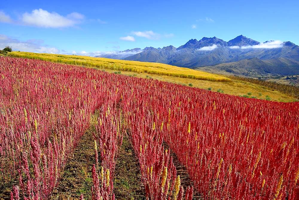 Field with ripe quinoa (Chenopodium quinoa), Andahuaylas Province, Peru, South America