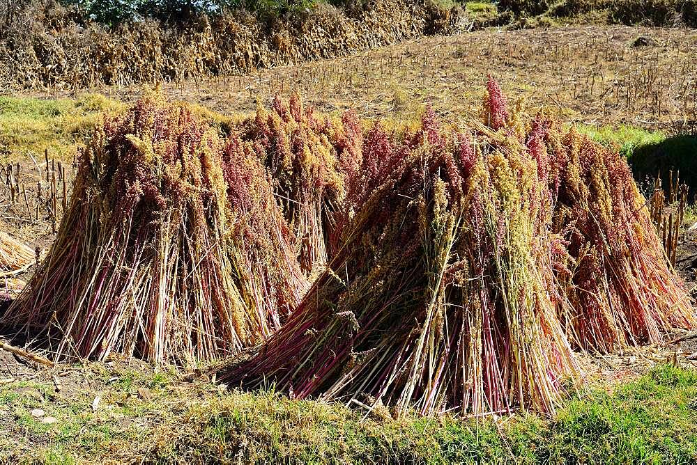 Quinoa (Chenopodium quinoa) bundled for drying, Andahuaylas Province, Peru, South America