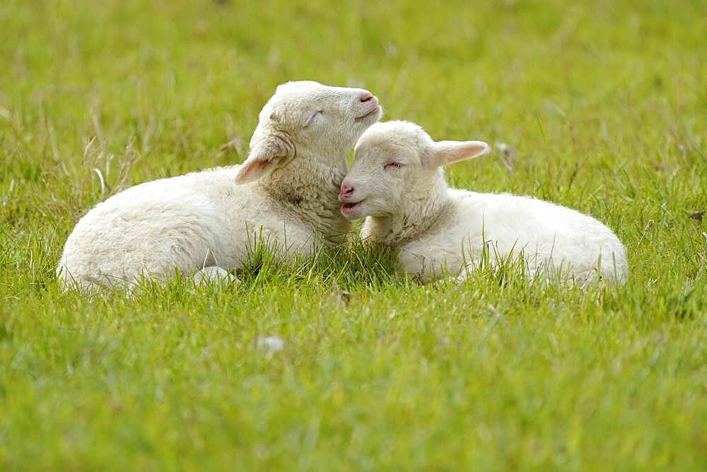 Forest sheep, two lambs lying on a pasture, Germany, Europe