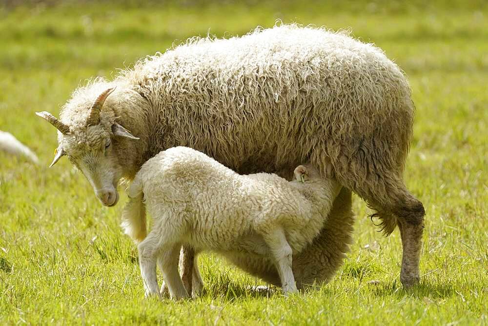 Forest sheep, lamb being suckled by mother, Germany, Europe