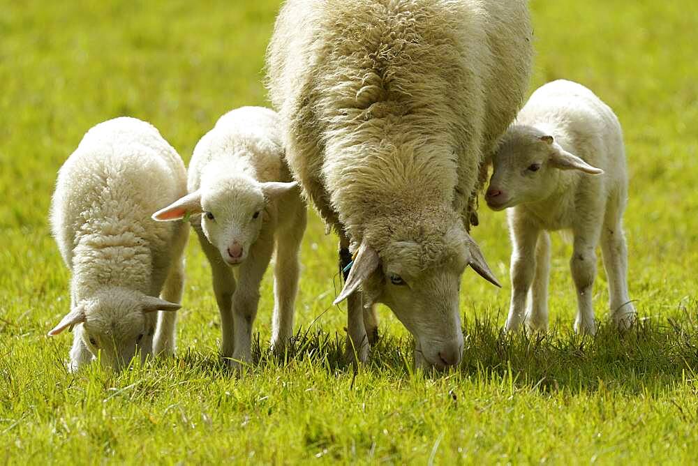 Forest sheep, three lambs with mother grazing on a pasture, Germany, Europe