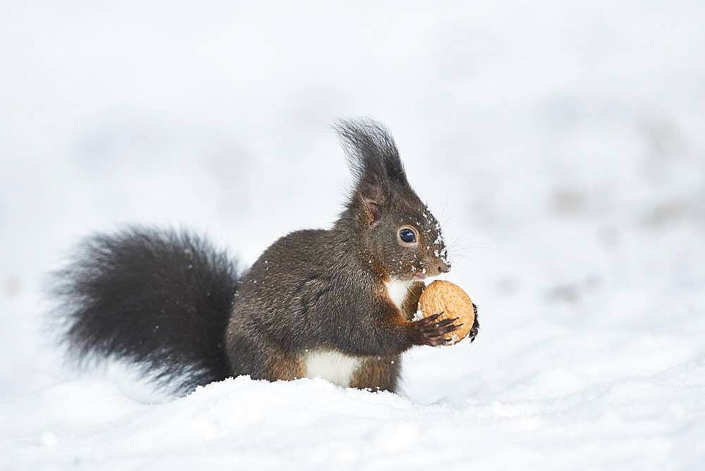 Eurasian red squirrel (Sciurus vulgaris) in the snow, Bavaria, Germany, Europe