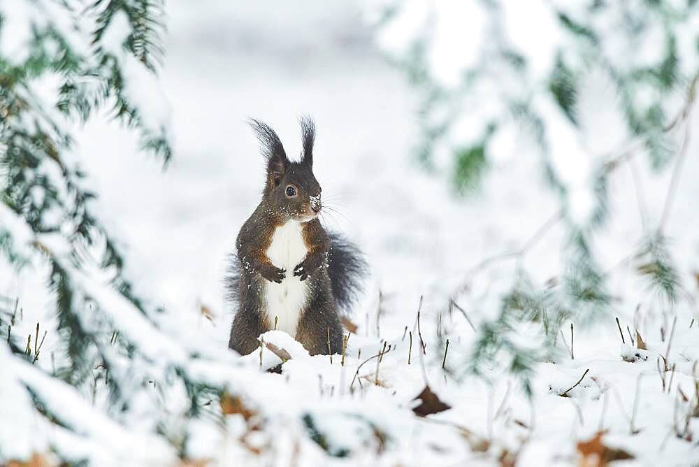 Eurasian red squirrel (Sciurus vulgaris) in the snow, Bavaria, Germany, Europe