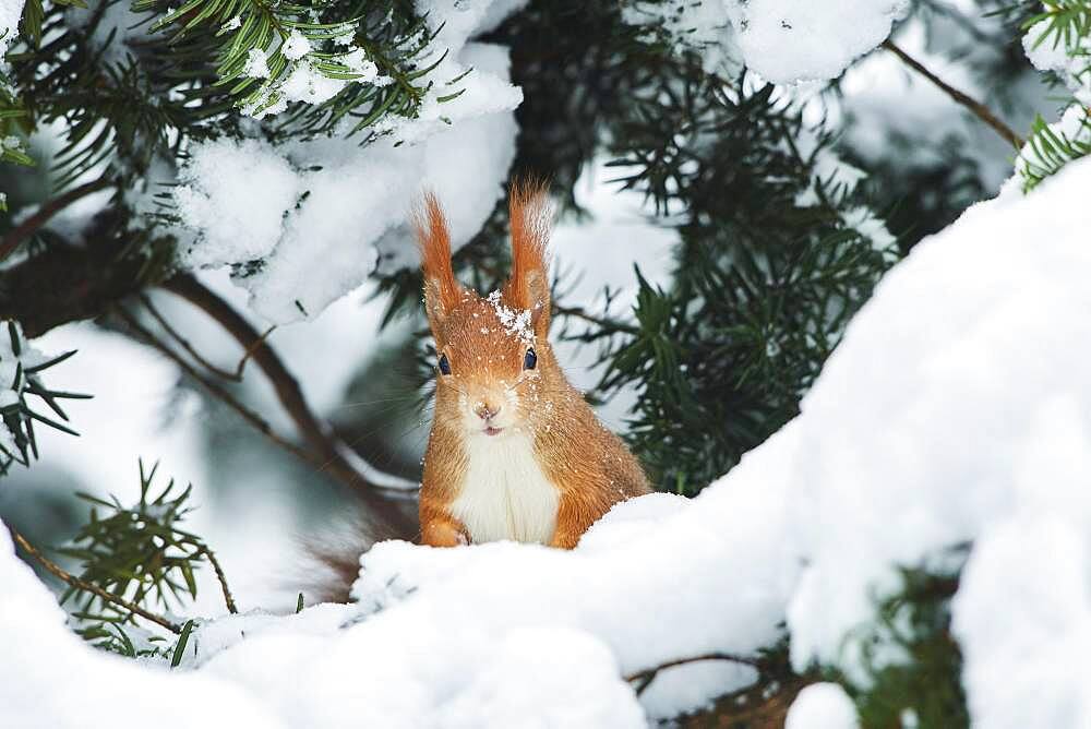 Eurasian red squirrel (Sciurus vulgaris) in the snow, Bavaria, Germany, Europe