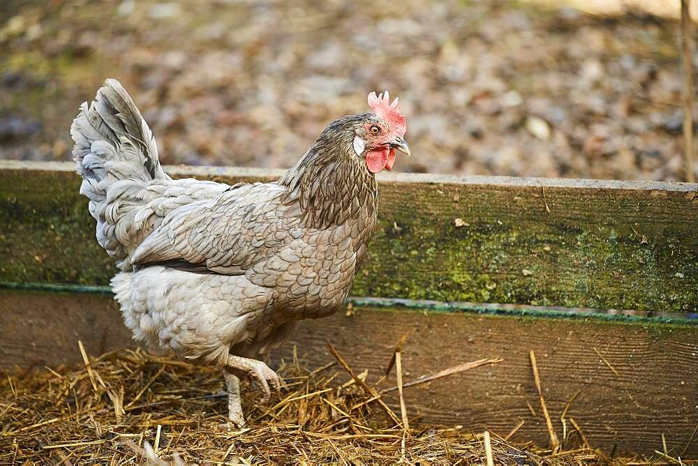 Chicken (Gallus gallus domesticus) hen, Bavaria, Germany, Europe