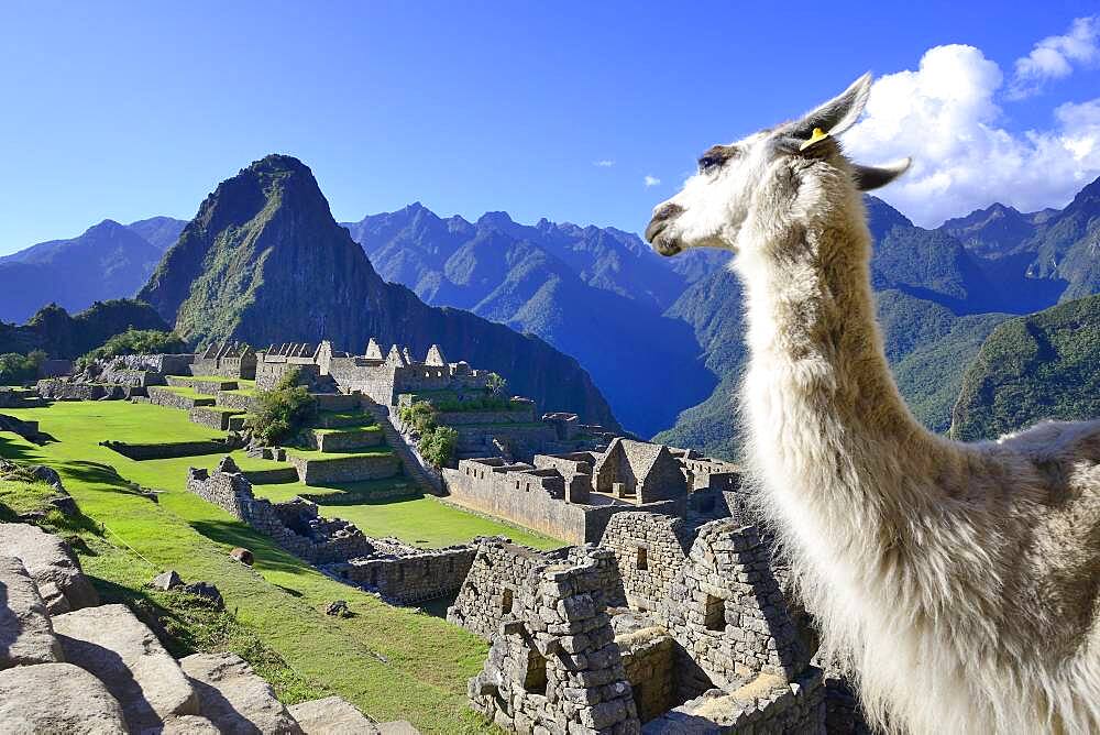 Llama in front of the ruined city of the Incas with Mount Huayna Picchu, Machu Picchu, Urubamba Province, Peru, South America