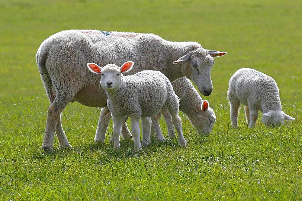 Domestic sheep (Ovis gmelini aries) with lambs, animal children, Schleswig-Holstein, Germany, Europe