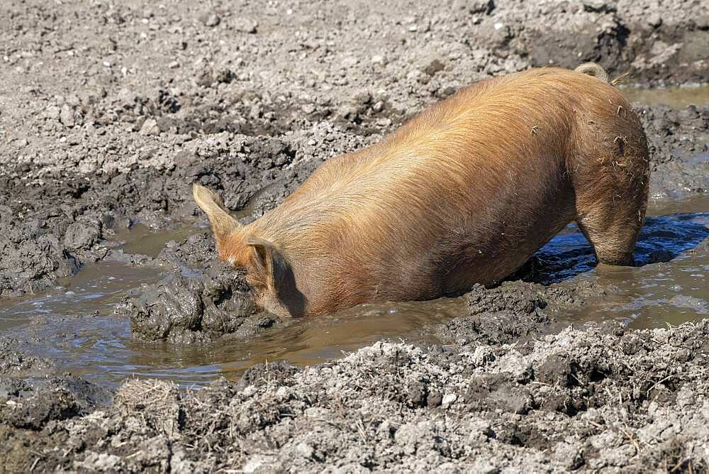 Duroc pig, old domestic breed from the USA, Eggen-Hof, Vomp, Tyrol, Austria, Europe