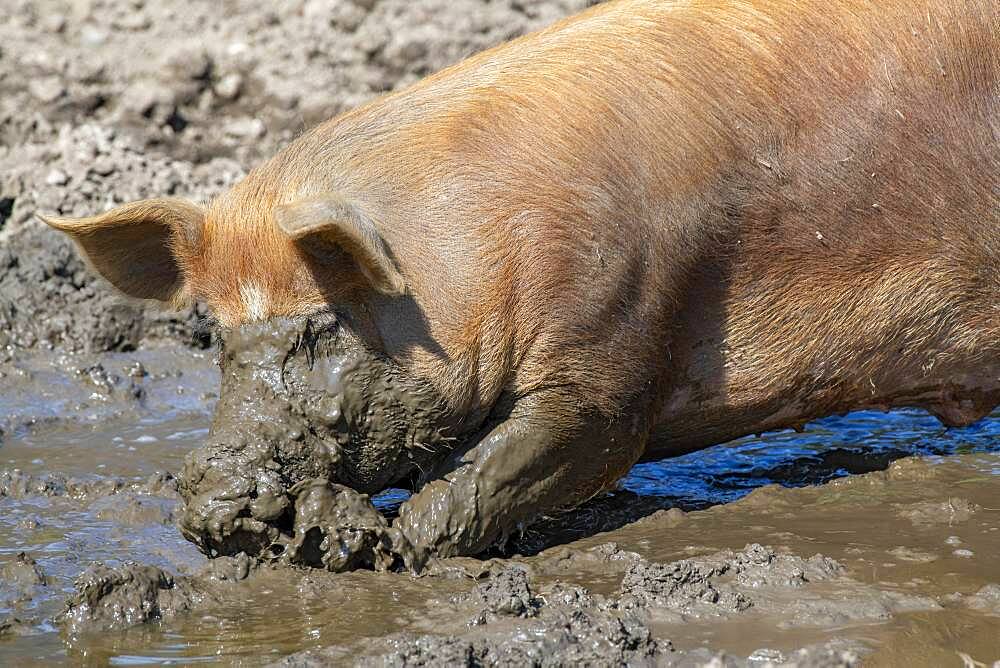 Duroc pig, old domestic breed from the USA, Eggen-Hof, Vomp, Tyrol, Austria, Europe