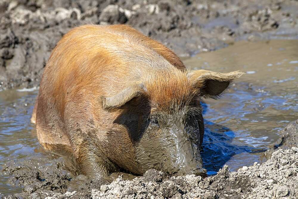 Duroc pig, old domestic breed from the USA, Eggen-Hof, Vomp, Tyrol, Austria, Europe
