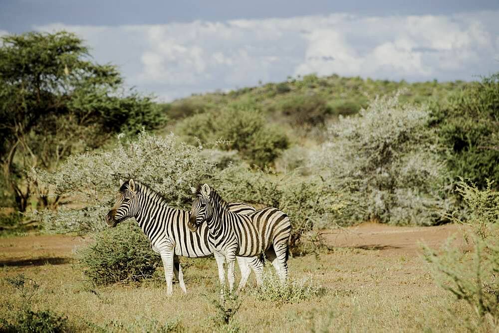 Burchell's zebras (Equus quagga burchellii), Namibia, Africa