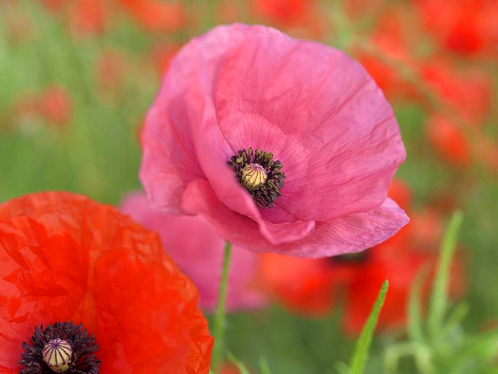 Poppy flowers (Papaver rhoeas), flowers in pink and red, Lower Rhine, North Rhine-Westphalia, Germany, Europe