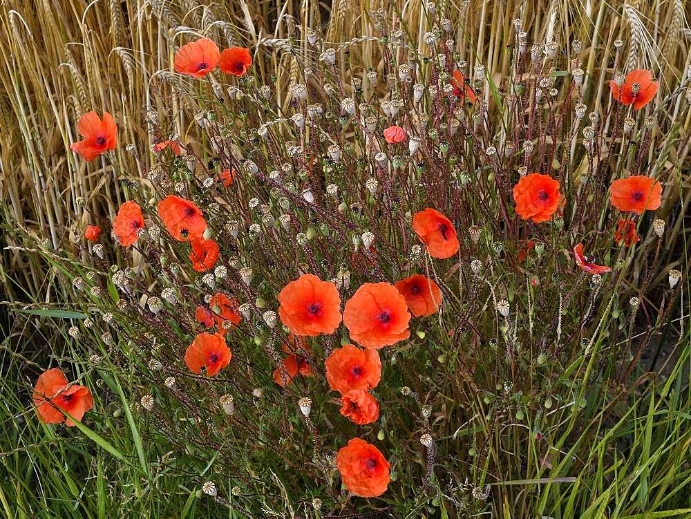 Poppy flowers (Papaver rhoeas) at the edge of a corn field, Lower Rhine, North Rhine-Westphalia, Germany, Europe