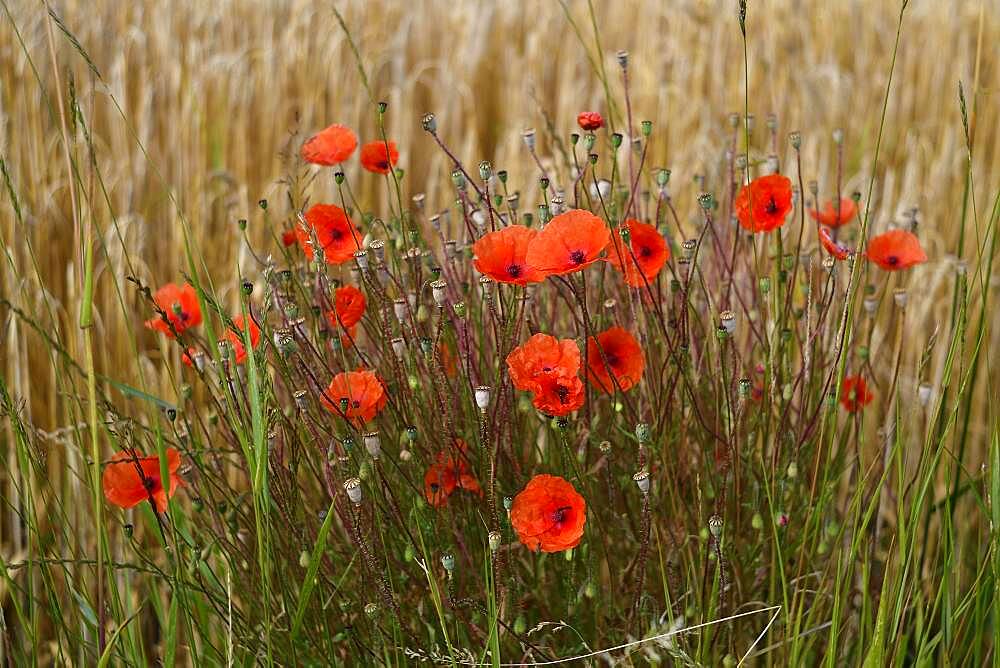 Poppy flowers (Papaver rhoeas) at the edge of a corn field, Lower Rhine, North Rhine-Westphalia, Germany, Europe