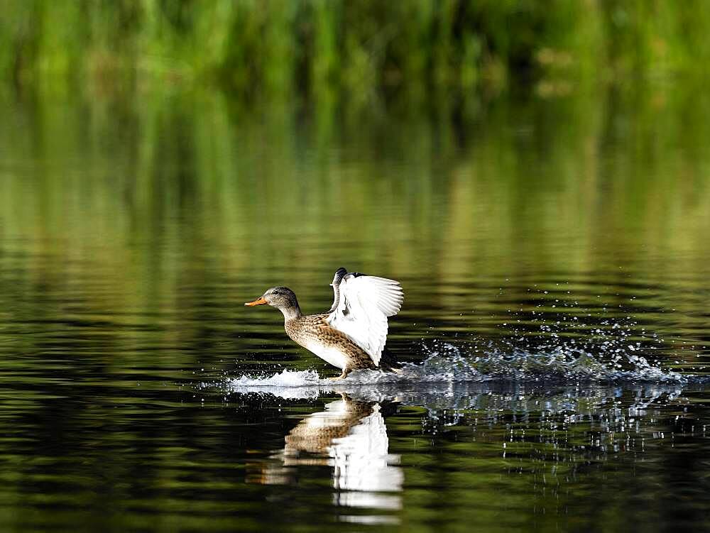 Female gadwall (Anas strepera) landing on water, Rheinberg, Lower Rhine, North Rhine-Westphalia