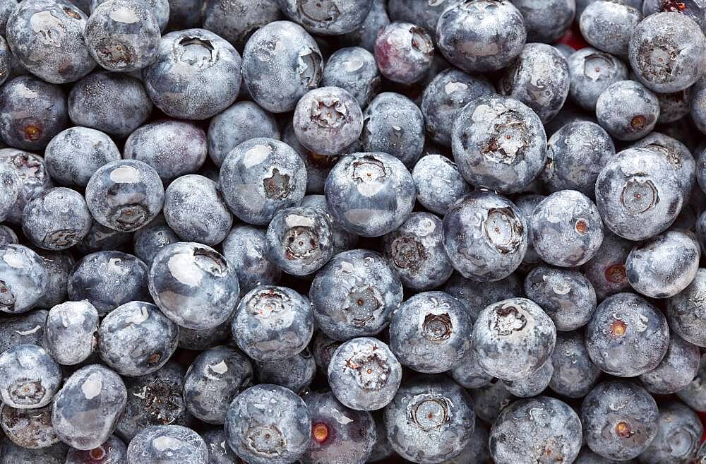 Bunch of blueberries background macro image