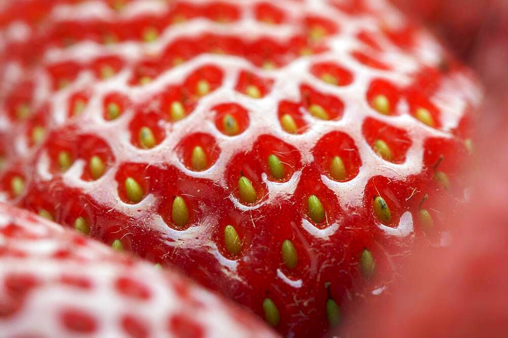 Macro of fresh strawberry