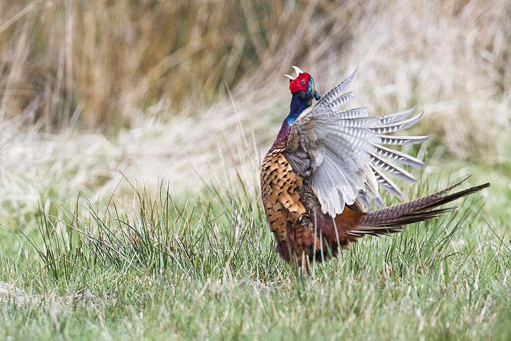 Pheasant (Phasianus colchicus), calling, Lower Saxony, Germany, Europe