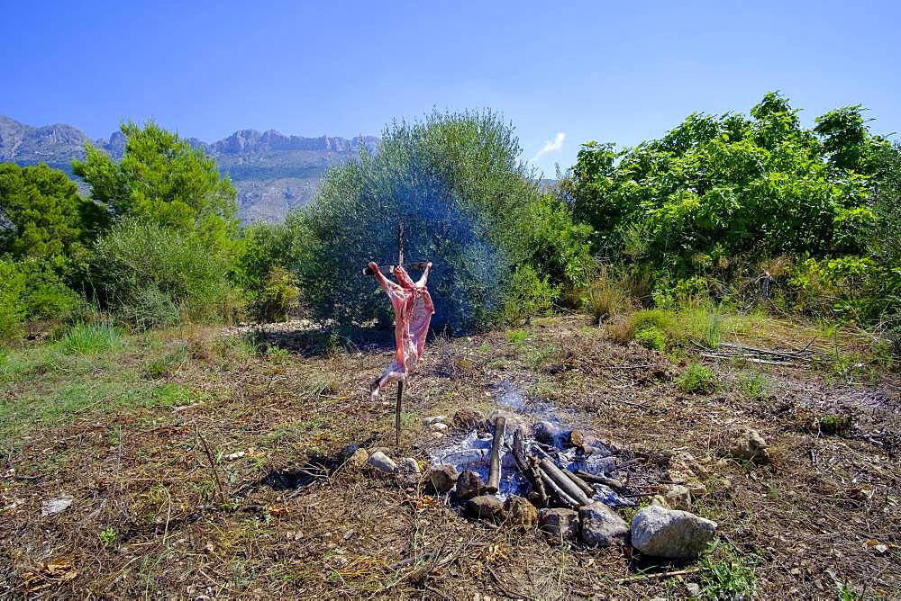 Whole lamb asado, barbecuing on iron cross spit next to open fire in Altea La Vella, Alicante, Spain, Europe