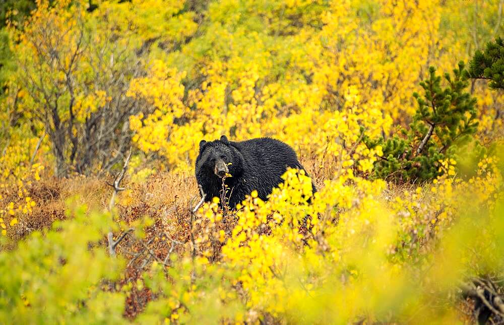 American Black Bear (Ursus americanus) among autumn colored bushes, Glacier National Park, Montana, USA, North America