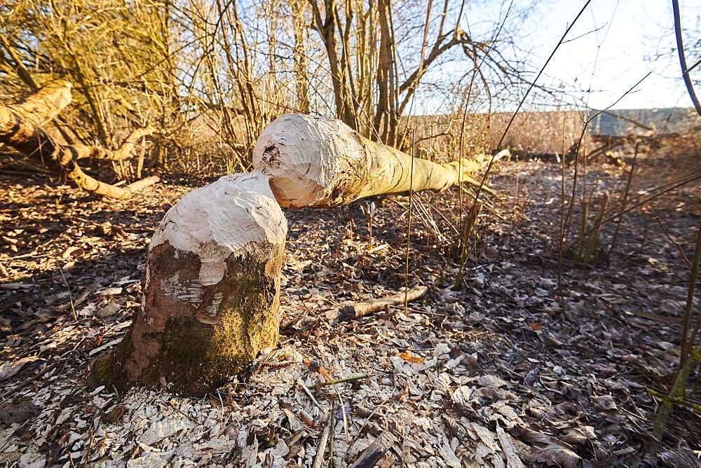 Beaver bite (Castor fiber), fallen tree, Upper Palatinate, Bavaria, Germany, Europe