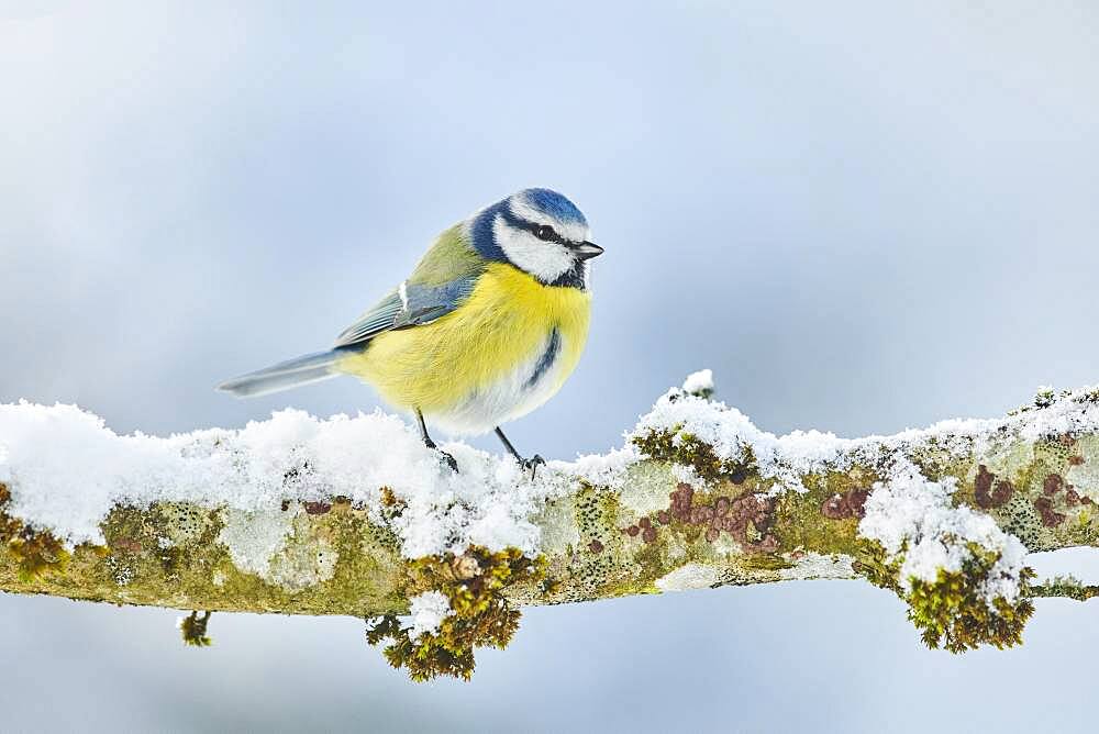 Eurasian blue tit (Cyanistes caeruleus) sitting on a branch, Bavaria, Germany, Europe