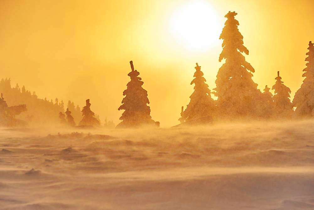 European spruce (Picea abies) trees in winter at sunrise, mount Arber, Bavarian Forest, Bavaria, Germany, Europe