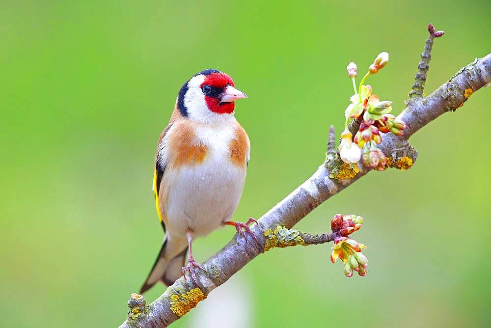 European goldfinch (Carduelis carduelis), Solms, Hesse