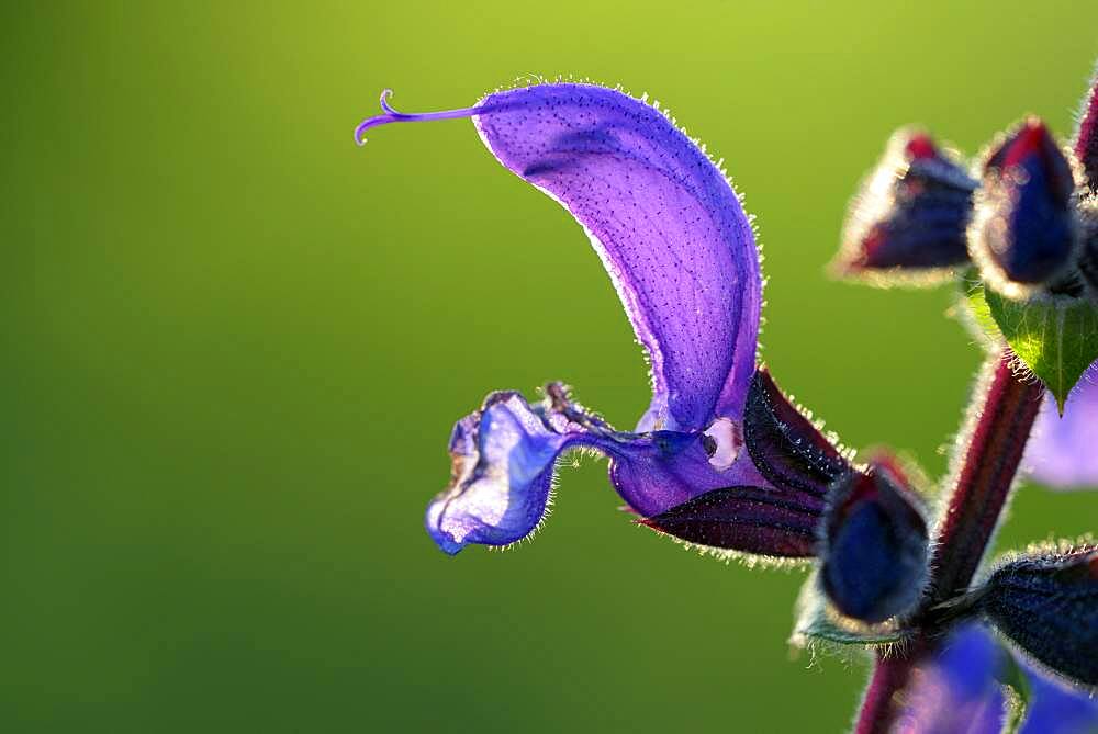 Meadow Clary (Salvia pratensis), flower, May, Oberhausen, Ruhr area, North Rhine-Westphalia, Germany, Europe