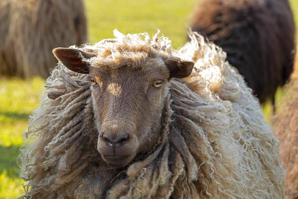 Norwegian sheep on the dike, Falshoeft, Geltinger Bay, Schleswig-Holstein, Germany, Europe